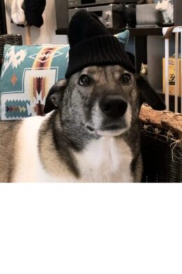 ニットキャップをかぶせられるジェイド ニットキャップをかぶせられるジェイド