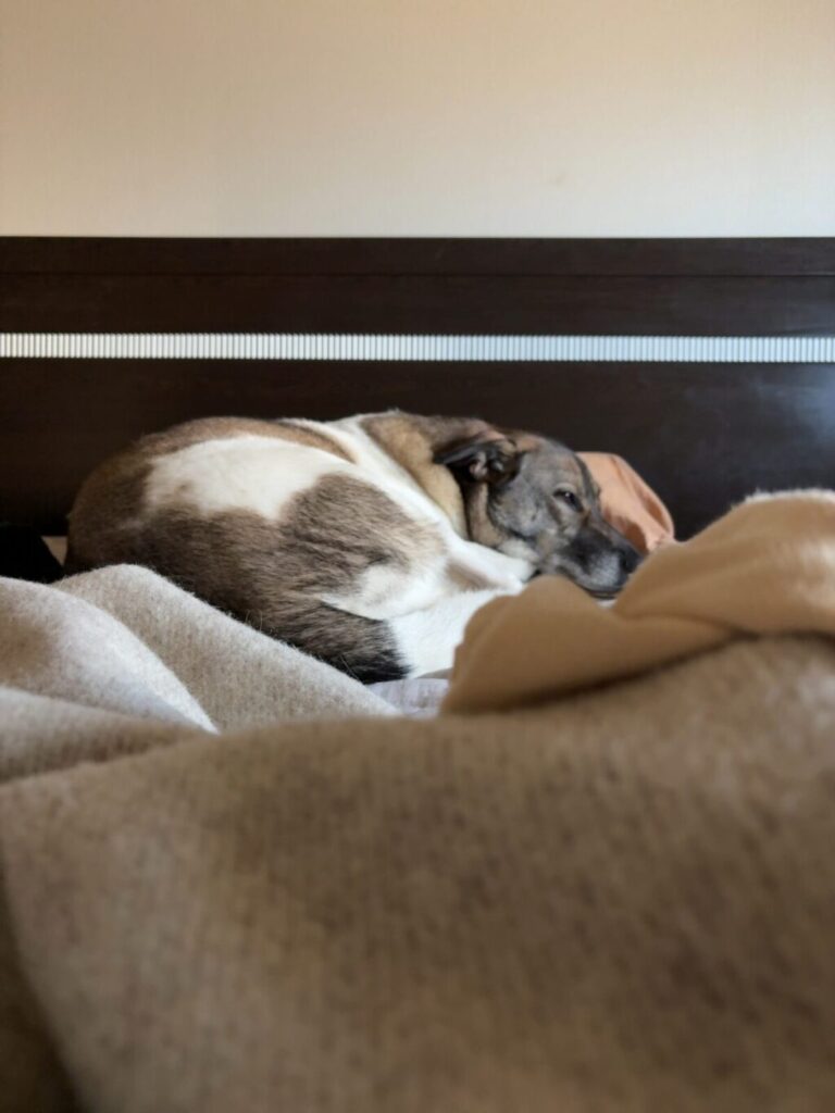 ベッドで寝るJADE