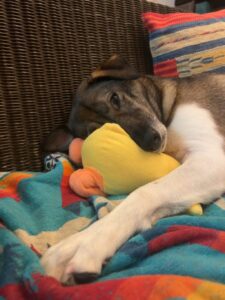 アヒルさんのぬいぐるみが大好きなジェイド