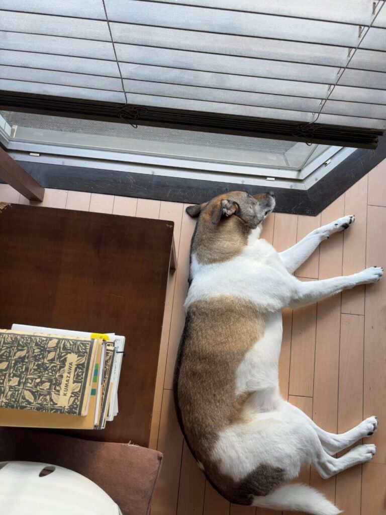 日向ぼっこジェイド