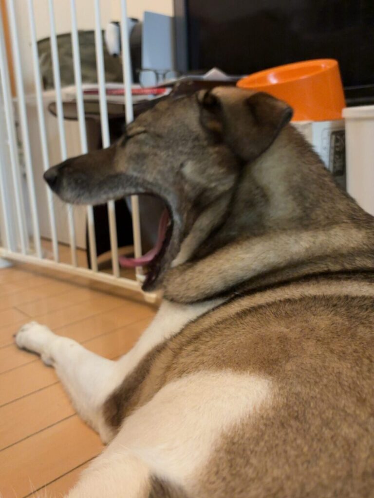 ジェイドのあくび