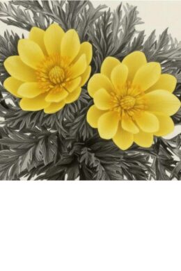 2026年2月のプレイリスト