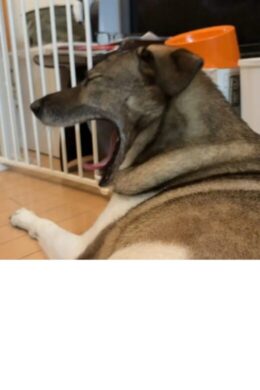 あくびがうつるジェイド