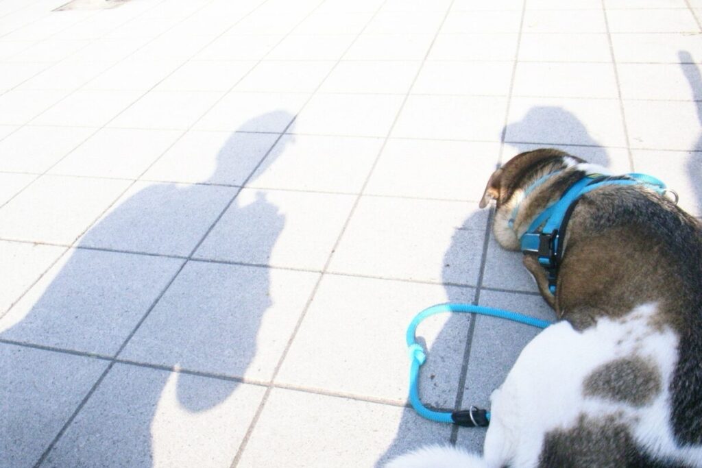 お花見をするジェイド