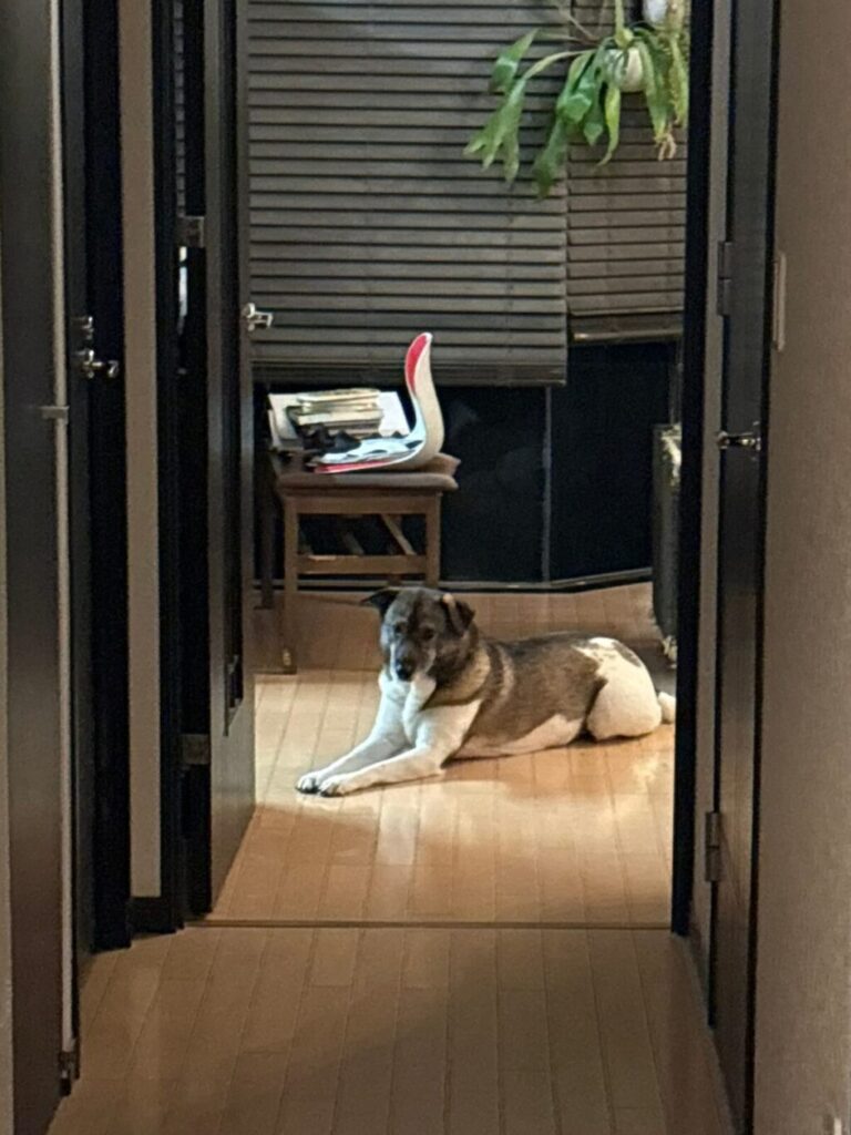 じっと見るジェイド