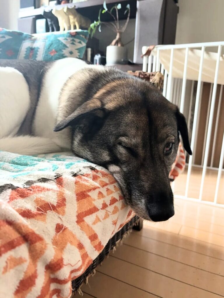 発作を起こしたジェイド