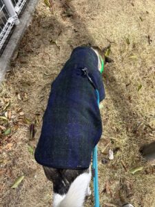 寒がりなジェイド