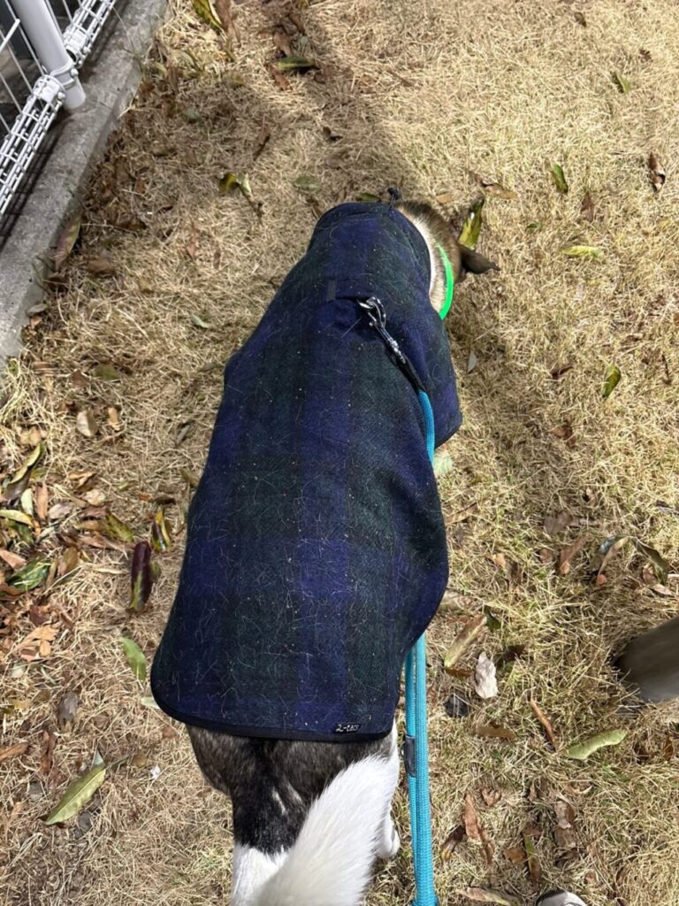 寒がりなジェイド