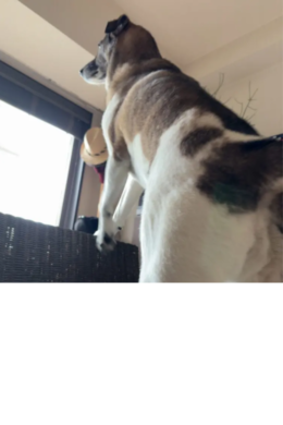 立ち上がる 立ち上がる