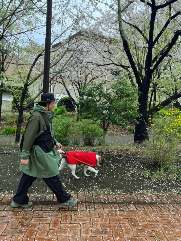 雨の日もジェイド