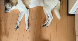 台所で寝るジェイド